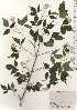  ( - TW024971)  @11 [ ] Copyright (2021) Unspecified Forestry and Forest Products Research Institute