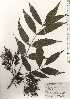  ( - TW024972)  @11 [ ] Copyright (2021) Unspecified Forestry and Forest Products Research Institute