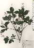  ( - TW024976)  @11 [ ] Copyright (2021) Unspecified Forestry and Forest Products Research Institute