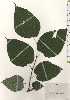  ( - TW024980)  @11 [ ] Copyright (2021) Unspecified Forestry and Forest Products Research Institute
