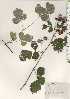  ( - TW024994)  @11 [ ] Copyright (2021) Unspecified Forestry and Forest Products Research Institute