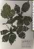  ( - TW025002)  @11 [ ] Copyright (2021) Unspecified Forestry and Forest Products Research Institute