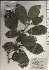  ( - TW025006)  @11 [ ] Copyright (2021) Unspecified Forestry and Forest Products Research Institute