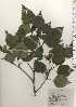  ( - TW025011)  @11 [ ] Copyright (2021) Unspecified Forestry and Forest Products Research Institute