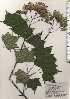  ( - TW025013)  @11 [ ] Copyright (2021) Unspecified Forestry and Forest Products Research Institute