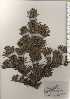  ( - TW025014)  @11 [ ] Copyright (2021) Unspecified Forestry and Forest Products Research Institute