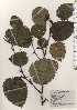  ( - TW025015)  @11 [ ] Copyright (2021) Unspecified Forestry and Forest Products Research Institute