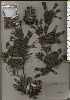  ( - TW025019)  @11 [ ] Copyright (2021) Unspecified Forestry and Forest Products Research Institute
