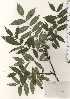  ( - TW025022)  @11 [ ] Copyright (2021) Unspecified Forestry and Forest Products Research Institute