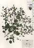  ( - TW025025)  @11 [ ] Copyright (2021) Unspecified Forestry and Forest Products Research Institute