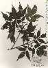  ( - TW025030)  @11 [ ] Copyright (2021) Unspecified Forestry and Forest Products Research Institute