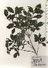  ( - TW025033)  @11 [ ] Copyright (2021) Unspecified Forestry and Forest Products Research Institute