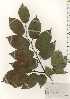  ( - TW025042)  @11 [ ] Copyright (2021) Unspecified Forestry and Forest Products Research Institute