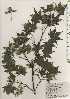  ( - TW025043)  @11 [ ] Copyright (2021) Unspecified Forestry and Forest Products Research Institute