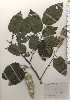  ( - TW025048)  @11 [ ] Copyright (2021) Unspecified Forestry and Forest Products Research Institute