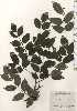  ( - TW025049)  @11 [ ] Copyright (2021) Unspecified Forestry and Forest Products Research Institute
