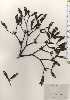  ( - TW025052)  @11 [ ] Copyright (2021) Unspecified Forestry and Forest Products Research Institute