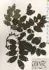  ( - TW025055)  @11 [ ] Copyright (2021) Unspecified Forestry and Forest Products Research Institute