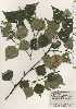  ( - TW025057)  @11 [ ] Copyright (2021) Unspecified Forestry and Forest Products Research Institute