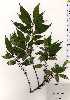  (Oreocnide pedunculata - TW025120)  @11 [ ] Copyright (2021) Unspecified Forestry and Forest Products Research Institute