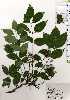  ( - TW025122)  @11 [ ] Copyright (2021) Unspecified Forestry and Forest Products Research Institute