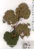  ( - TW025123)  @11 [ ] Copyright (2021) Unspecified Forestry and Forest Products Research Institute