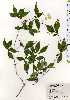  ( - TW025124)  @11 [ ] Copyright (2021) Unspecified Forestry and Forest Products Research Institute