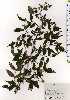  ( - TW025131)  @11 [ ] Copyright (2021) Unspecified Forestry and Forest Products Research Institute