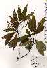  ( - TW025132)  @11 [ ] Copyright (2021) Unspecified Forestry and Forest Products Research Institute