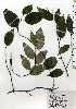 ( - TW025133)  @11 [ ] Copyright (2021) Unspecified Forestry and Forest Products Research Institute