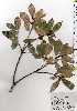  ( - TW025138)  @11 [ ] Copyright (2021) Unspecified Forestry and Forest Products Research Institute
