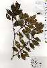  ( - TW025140)  @11 [ ] Copyright (2021) Unspecified Forestry and Forest Products Research Institute