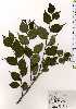  ( - TW025141)  @11 [ ] Copyright (2021) Unspecified Forestry and Forest Products Research Institute