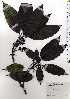  ( - TW025150)  @11 [ ] Copyright (2021) Unspecified Forestry and Forest Products Research Institute