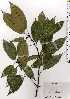  ( - TW025151)  @11 [ ] Copyright (2021) Unspecified Forestry and Forest Products Research Institute