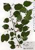  ( - TW025152)  @11 [ ] Copyright (2021) Unspecified Forestry and Forest Products Research Institute