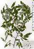  ( - TW025154)  @11 [ ] Copyright (2021) Unspecified Forestry and Forest Products Research Institute