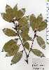  ( - TW025156)  @11 [ ] Copyright (2021) Unspecified Forestry and Forest Products Research Institute
