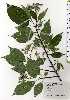  ( - TW025159)  @11 [ ] Copyright (2021) Unspecified Forestry and Forest Products Research Institute