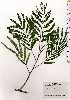  ( - TW025165)  @11 [ ] Copyright (2021) Unspecified Forestry and Forest Products Research Institute