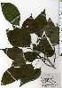  ( - TW025166)  @11 [ ] Copyright (2021) Unspecified Forestry and Forest Products Research Institute