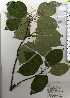  ( - TW025180)  @11 [ ] Copyright (2021) Unspecified Forestry and Forest Products Research Institute