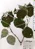  ( - TW025188)  @11 [ ] Copyright (2021) Unspecified Forestry and Forest Products Research Institute