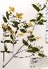  ( - TW025195)  @11 [ ] Copyright (2021) Unspecified Forestry and Forest Products Research Institute