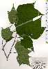  (Alangium platanifolium var. trilobatum - TW025196)  @11 [ ] Copyright (2021) Unspecified Forestry and Forest Products Research Institute