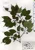  ( - TW025203)  @11 [ ] Copyright (2021) Unspecified Forestry and Forest Products Research Institute
