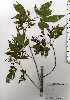  ( - TW025204)  @11 [ ] Copyright (2021) Unspecified Forestry and Forest Products Research Institute