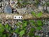  ( - TW025206)  @11 [ ] Copyright (2021) Unspecified Forestry and Forest Products Research Institute