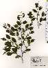  ( - TW025209)  @11 [ ] Copyright (2021) Unspecified Forestry and Forest Products Research Institute