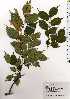  ( - TW025213)  @11 [ ] Copyright (2021) Unspecified Forestry and Forest Products Research Institute